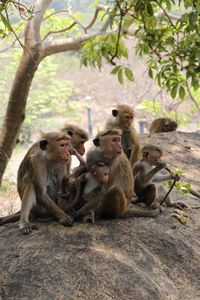 Monkey sitting on branch