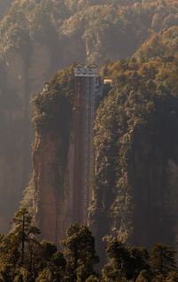 High angle view of plants and trees