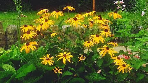 Close-up of yellow flowers