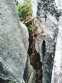 Close-up of lizard on tree trunk