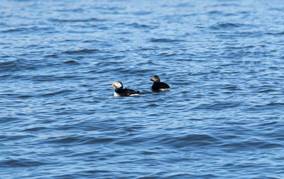 Ducks swimming in lake