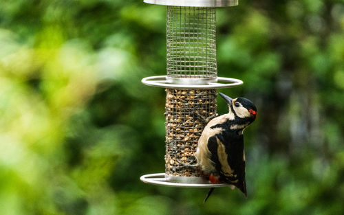 Close-up of bird perching on feeder