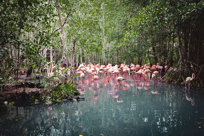 Birds in lake by trees