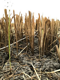 Close-up of crops on field against sky