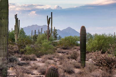 Scenic view of mountains