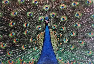 Close-up of peacock