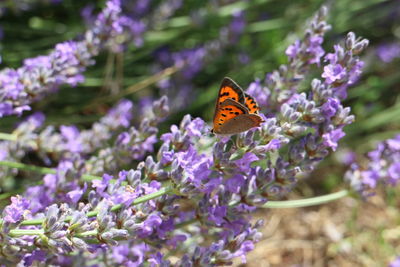 Close-up of butterfly pollinating on purple flowers