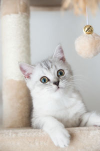 Close-up portrait of white cat