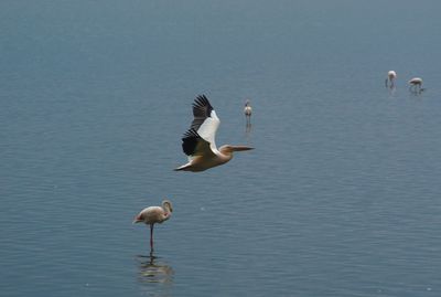 Birds flying over lake