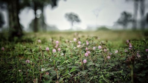 Close-up of plants against blurred background