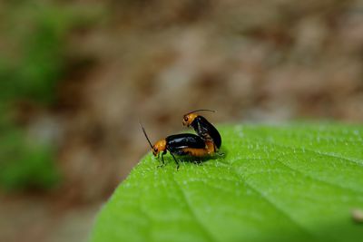 Close-up of insect on leaf