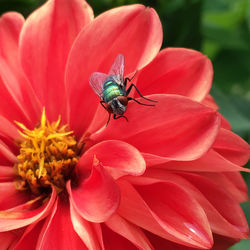 Close-up of insect on red dahlia