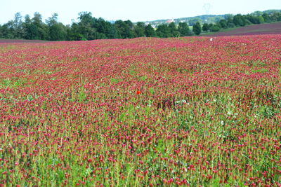 Red flowers growing on field
