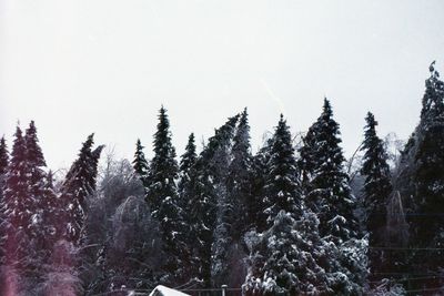 Trees against clear sky