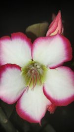 Close-up of pink orchid