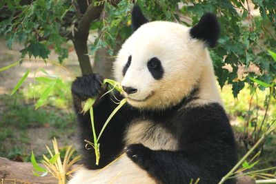 Panda eating bambo