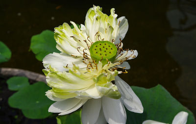 Close-up of insect on white flower