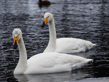 Swan swimming in lake