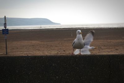 Seagull on beach