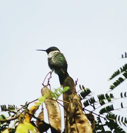 Low angle view of bird perching on branch against clear sky