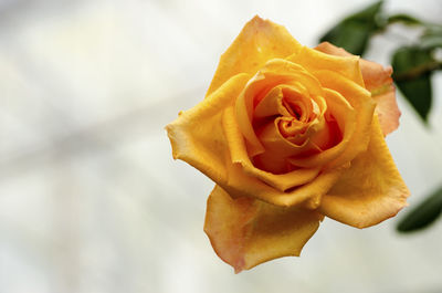 Close-up of yellow rose