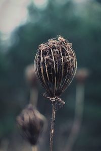 Close-up of thistle against blurred background