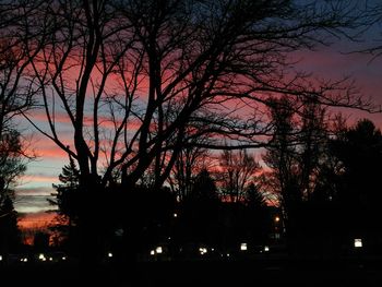 Silhouette of trees at night