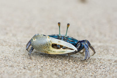 Beautiful blue crab on beach