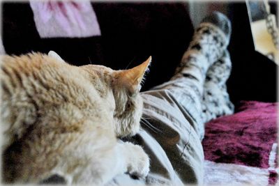 Close-up of cat resting on bed at home