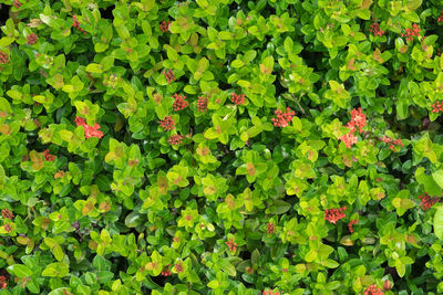 Full frame shot of flowering plants on field