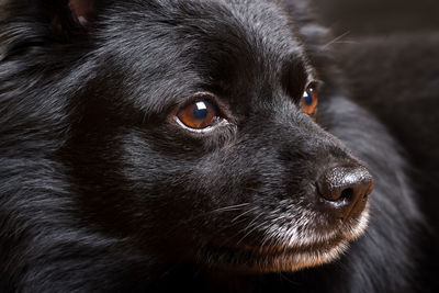 Close-up portrait of black dog