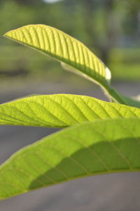 Close-up of green leaves