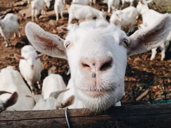 Close-up portrait of sheep