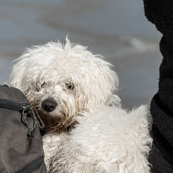 Close-up portrait of dog