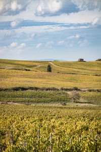 Scenic view of agricultural field against sky