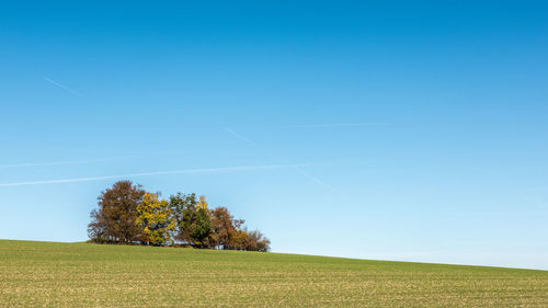 Trees on field against blue sky