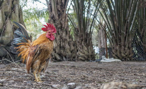 Surface level view of rooster outdoors