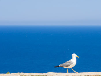Seagull on a sea