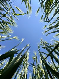 Low angle view of bamboo trees against blue sky