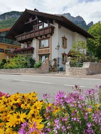 View of flowering plants by road against buildings