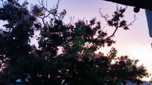 Low angle view of trees against clear sky