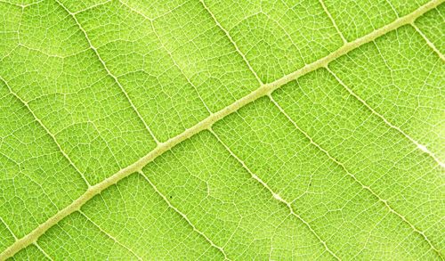 Full frame of green leaf