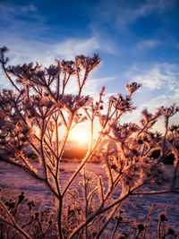 Trees against sky during sunset