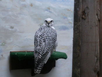 Bird perching on wall
