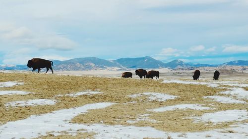 America bison 