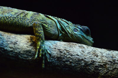 Close-up of lizard on rock