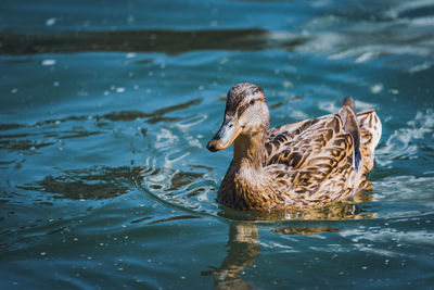 Close-up of duck swimming in lake