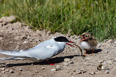 Close-up of mallard ducks hunting on land 