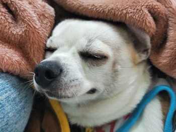 Close-up of dog sleeping