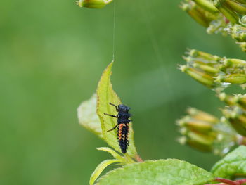 Close-up of insect on flower